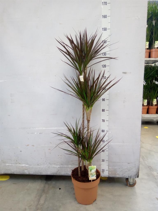 <h4>Dracaena marg. 'Magenta'</h4>