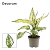 Aglaonema White Diamond 9 cm (Decorum)