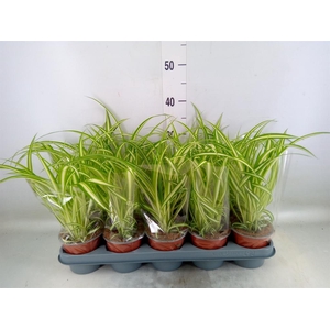 Chlorophytum com. 'Variegatum'