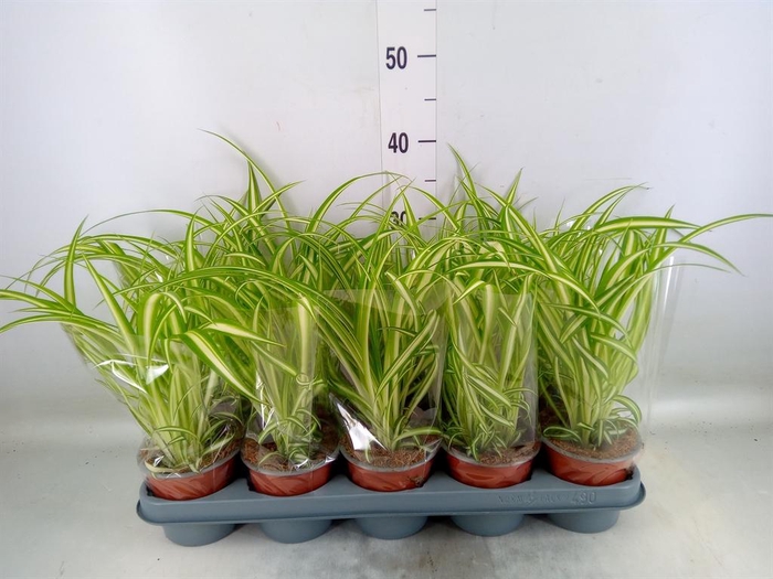 <h4>Chlorophytum com. 'Variegatum'</h4>