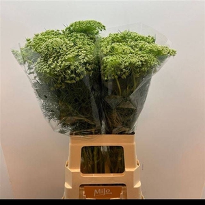 AMMI VIS CASABLANCA