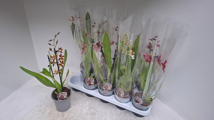 <h4>CAMBRIA GRP GEM</h4>