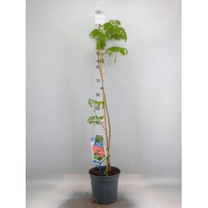 Albizia julibrissin