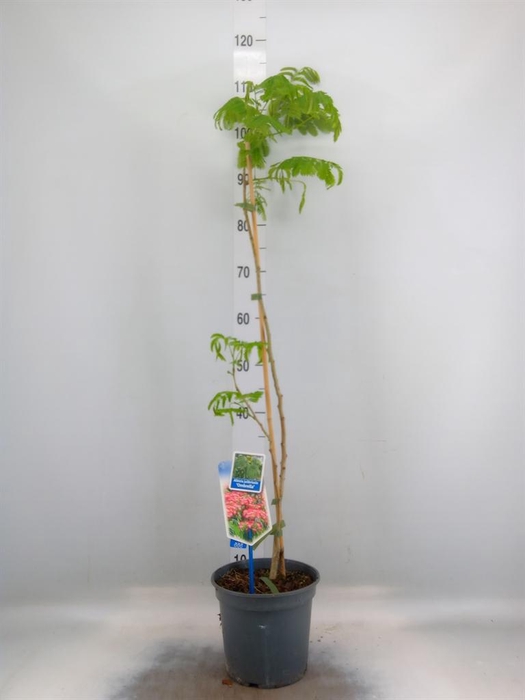 <h4>Albizia julibrissin</h4>