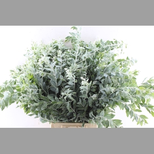 Acacia Dennisboden