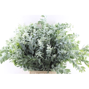 Acacia Dennisboden