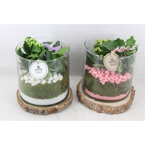 arr2 PL - Hout schijf cilinder - roze/wit