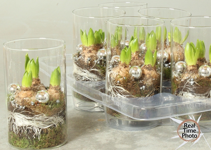 <h4>ARR HYACINTH</h4>