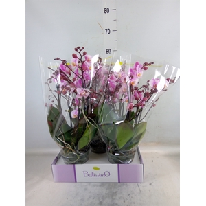 Phalaenopsis multi.   ...rose