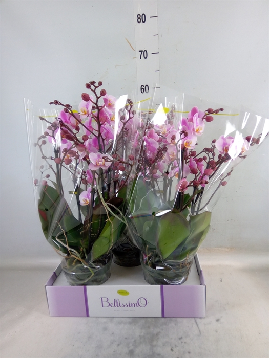 <h4>Phalaenopsis multi.   ...rose</h4>