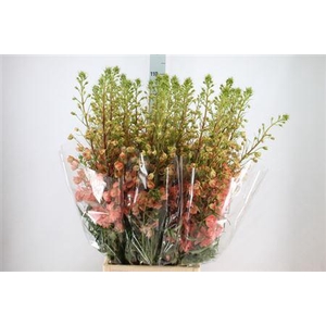 Delph Du Elatum Princess Caroline