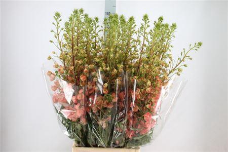 <h4>Delph Du Elatum Princess Caroline</h4>