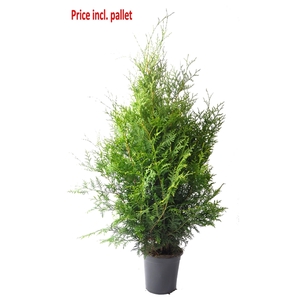 Thuja occ. Brabant, plantmaat 80-100 cm - Rondgestoken - PALLET