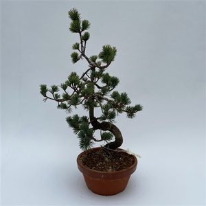 Pinus Parviflora Bonsai 'E9' 19 cm (herkomst: Japan)