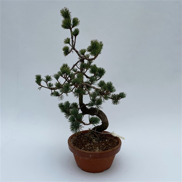 <h4>Pinus Parviflora Bonsai 'E9' 19 cm (herkomst: Japan)</h4>