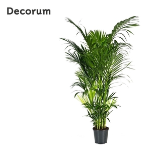 Howea forsteriana 240cm (Kentia) Decorum