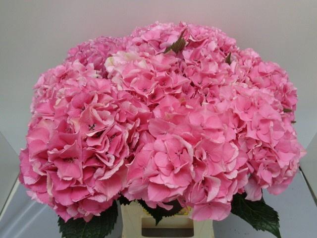 <h4>HYDR M ROYAL LOVE</h4>