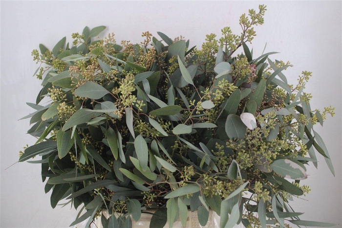 <h4>Populus Berry 300gr</h4>