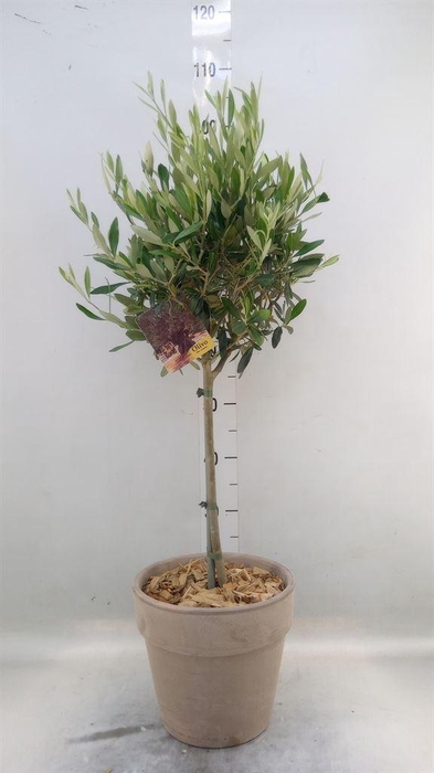 <h4>Arr.   Tuinplanten H%</h4>