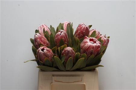 <h4>Protea Pink Lady</h4>