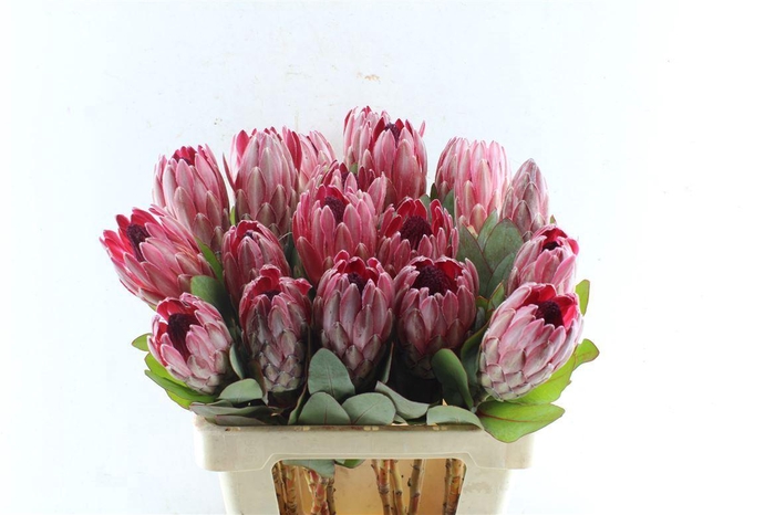 <h4>Protea Sharonet</h4>