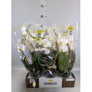 Phalaenopsis   ...white