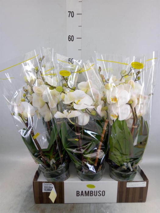 <h4>Phalaenopsis   ...white</h4>