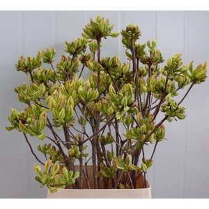 Rhodo ( Azalea ) Lemon 100cm P Stem