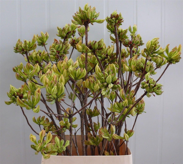 <h4>Rhodo ( Azalea ) Lemon 100cm P Stem</h4>