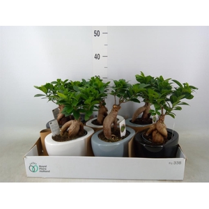 Ficus microcarpa 'Ginseng'