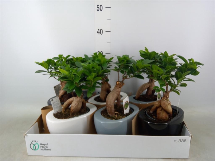<h4>Ficus microcarpa 'Ginseng'</h4>