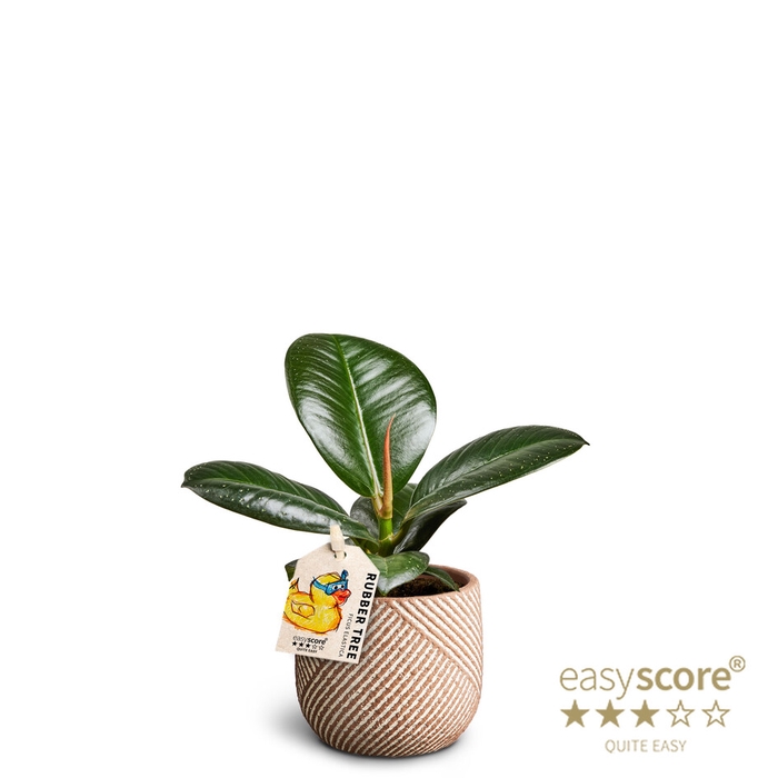FICUS ELASTICA P7 SOFIA GROVE