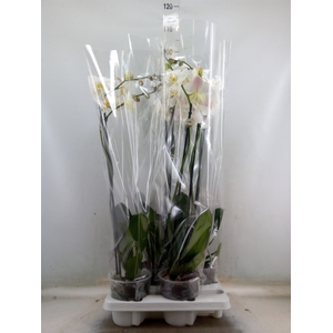 Phalaenopsis   ...white