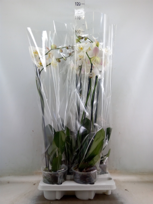 <h4>Phalaenopsis   ...white</h4>