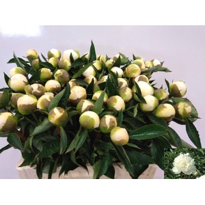 PAEO L WHITE ELEGANC