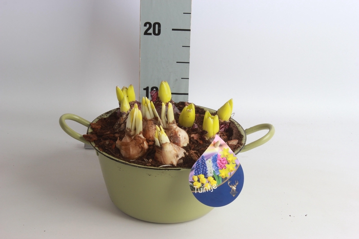 <h4>ARR BOL KNOLGEWAS</h4>