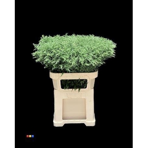 Solidago Metallic Green