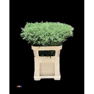 Solidago Metallic Green