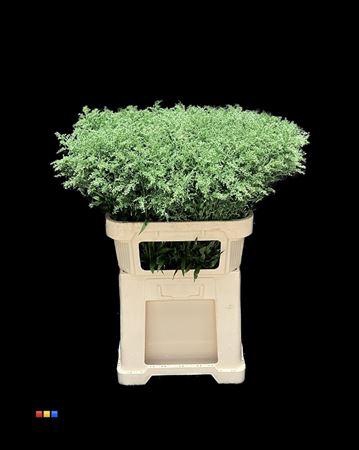 <h4>Solidago Metallic Green</h4>