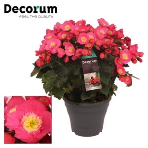 Begonia BELOVE 19cm Rose Decorum