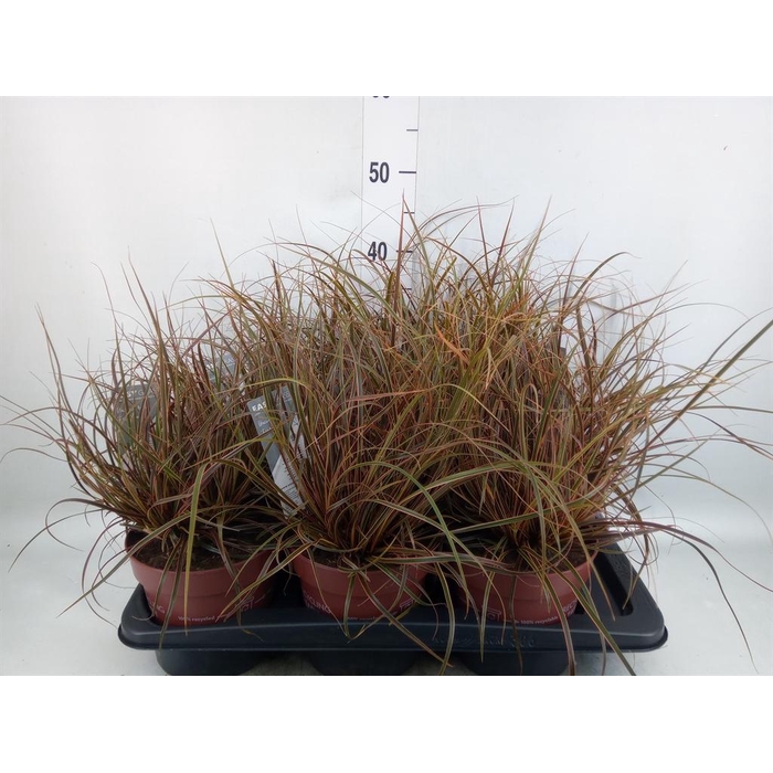 <h4>Uncinia rubra 'Everflame'</h4>