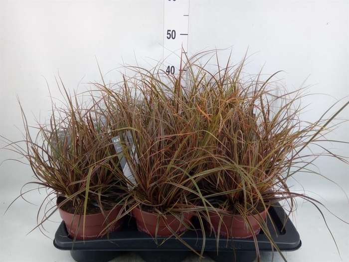 Uncinia rubra 'Everflame'