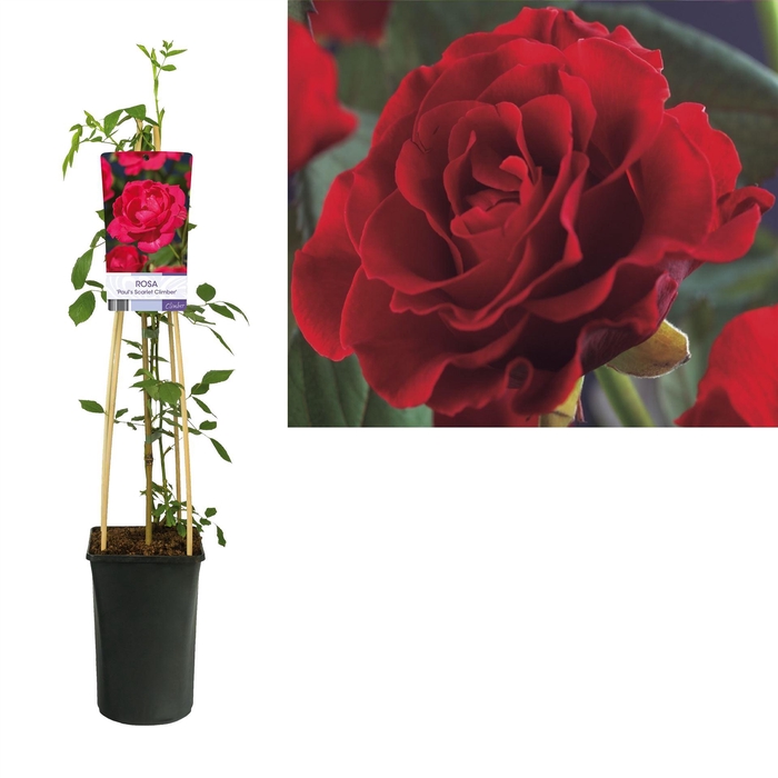 <h4>Rosa CL 'Pauls Scarlet Climber'</h4>
