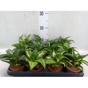 Sansevieria trifa. 'Hahnii'