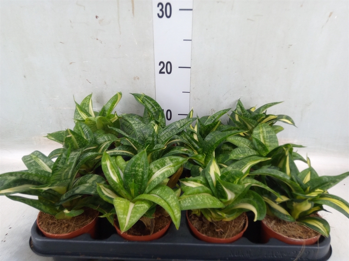 <h4>Sansevieria trifa. 'Hahnii'</h4>