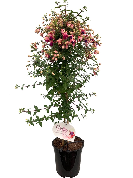 <h4>Fuchsia   ...</h4>