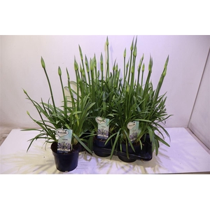 Agapa Amourette Superb Blauw
