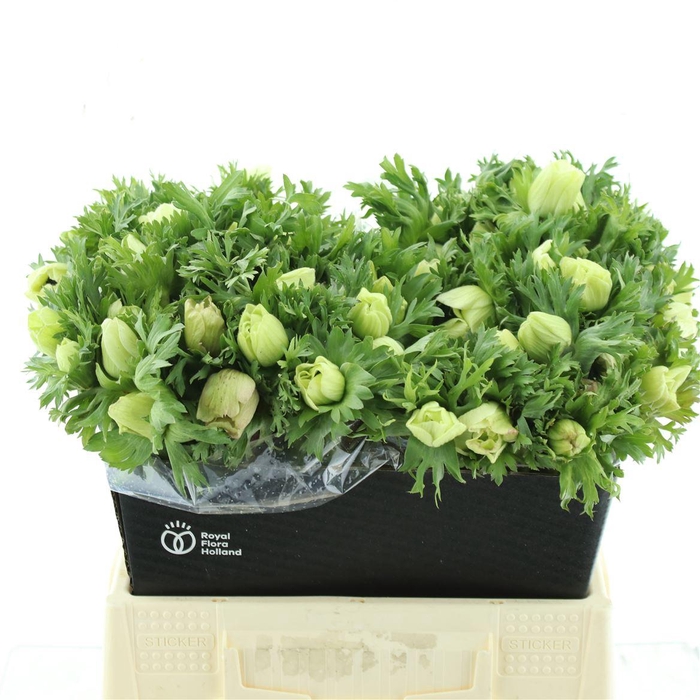 <h4>Anem Co Mar White</h4>