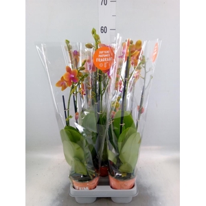 Phalaenopsis multi. 'Ant Bolgheri'