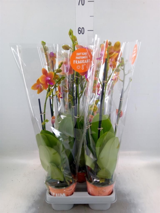 <h4>Phalaenopsis multi. 'Ant Bolgheri'</h4>